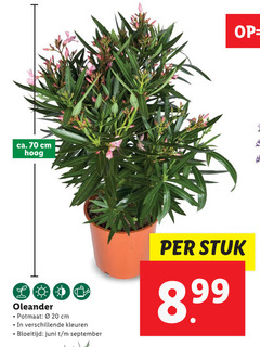  20 ca. cm hoog oleander potmaat kleuren bloeitijd juni stuk 8 99 