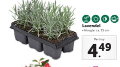  lavendel 25 l hoogte ca. cm tray 