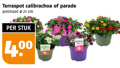  terraspot calibrachoa parade potmaat cm stuk 