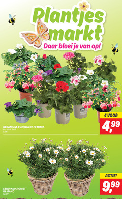  4 fuchsia plantjes markt bloei geranium petunia stuk 5 96 struikmargriet mand 12 99 blue 9 