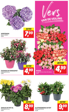  3 10 19 50 hortensia bos stelen 9 99 7 fuchsia terraspot potmaat cm 5 dahlia pot xl vers veiling 4 rozen lengte 8 alstroemeria 11 