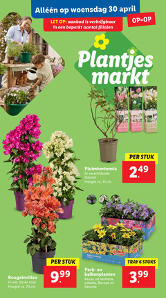  6 30 31 80 woensdag let aanbod beperkt plantjes markt pluimhortensia kleuren hoogte ca. cm stuk bougainvillea wit lila roze bidens outdoor perk balkonplanten verbena bacopa petunia tray stuks 3.99 