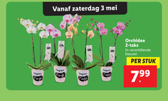  orchidee 2 3 zaterdag mama kleuren stuk super 