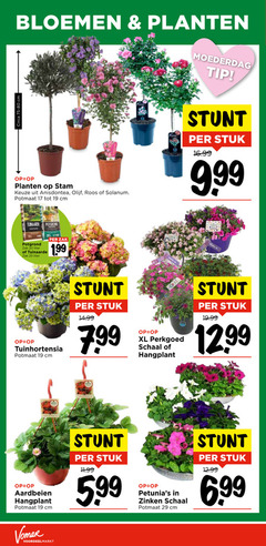  17 19 20 25 bloemen planten moederdag tip circa 75-80 cm stam olijf roos solanum potmaat potgrond zak liter tuinaarde stuk tuinhortensia xl perkgoed schaal hangplant aardbeien 5 99 zinken 