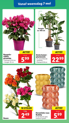  7 10 14 24 35 100 woensdag hoogte ca. cm piramide potmaat 5.99 kamer plantenmix 22 99 rozen stelen keramieke vaas bubbly kleuren geel oranje groen 