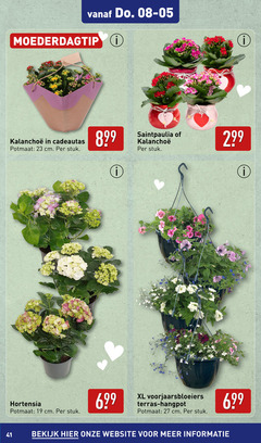  19 23 27 moederdagtip ei cadeautas potmaat cm stuk hortensia ii xl voorjaarsbloeiers terras hangpot bekijk 