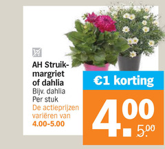  margrieten 1 struik margriet dahlia stuk varieeren 4 