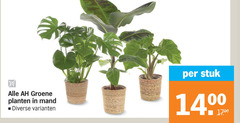  kamerplanten groene planten mand stuk 14 