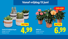  12 13 17 25 45 vrijdag juni cactus vetplant pot hoogte ca. cm potmaat hibiscus 