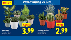  12 20 22 vrijdag juni kamerplant potmaat 10 5 cm hoogte ca. 3.99 cactus vetplant 