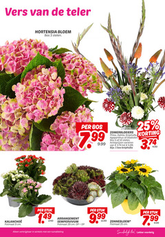  1 3 5 9 10 25 vers teler hortensia bloem bos stelen zomerbloeiers phlox dahlia agapanthus gladiolen varieeren 99 stuk arrangement sempervivum potmaat cm zonnebloem winkels tuinafdeling eten 