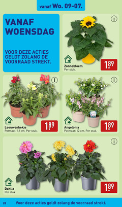  12 28 woensdag leeuwenbekje potmaat cm stuk zonnebloem angelonia dahlia 