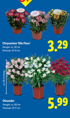  14 17 30 60 chrysanten elle fleur hoogte ca. cm potmaat hoog oleander 5.99 