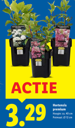  12 40 hydrangea arborescens annabelle pan diamant rouge paniculata vanille fraise hortensia premium hoogte ca. cm potmaat 