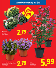  campanula chrysanten 6 12 15 18 30 50 woensdag tray stuks hoogte ca. cm potmaat hibiscus 5.99 
