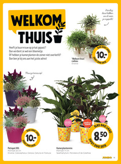  kamerplanten 15 17 22 thuis buurvrouw kat bloemetje zomer overleefd adres cadeau laag ingepakt dag fleur terras patiopot xxl potmaat cm calocephalus celosia calluna festuca kamerplantenmix klein gebaar b spathiphyllum monstera calathea jumbo 
