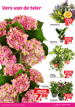  3 12 13 17 19 vers teler winkels tuinafdeling zomerboeket medinella potmaat cm bos stuk groene plantjes 2 99 3.99 hortensia stelen echinacea eten 