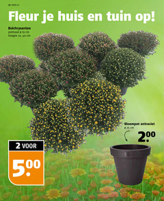  2 19 25 35 40 200 week fleur huis tuin bolchrysanten potmaat cm hoogte ca. bloempot antraciet 