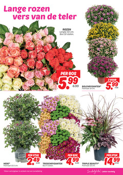  2 4 5 10 19 23 50 99 lange rozen vers teler lengte cm bos stelen bolchrysanten potmaat 5.99 all blooms stuk winkels tuinafdeling troschrysanten triple beauty eten 