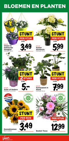  violen zonnebloemen kamerplanten 2 5 11 12 14 18 19 bloemen planten gekleurde hangpot potmaat cm stuk 5.99 kamer hortensia 99 best hedera stuks dagen kamerplant mand hollandse telers bos stelen boeket tessa 