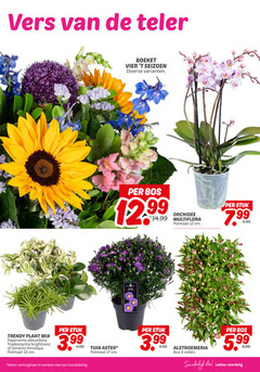  9 12 17 vers teler trendy plant mix peperomia obtusifolia tradescantia brightness senecio himalaya potmaat cm stuk 3.99 boeket vier seizoen bos orchidee multiflora tuin winkels tuinafdeling alstroemeria stelen eten 5.99 