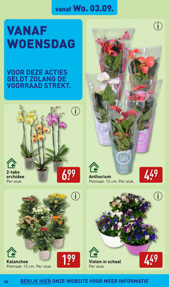  2 10 12 34 1000 woensdag lips 00 orchidee stuk anthurium potmaat cm kalanchoe violen schaal bekijk 