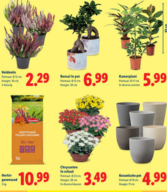  2 3 12 17 22 23 28 30 80 potmaat cm hoogte bonsai pot kamerplant soorten 5.99 herfst gazonzaad chrysanten schaal kleuren keramische 