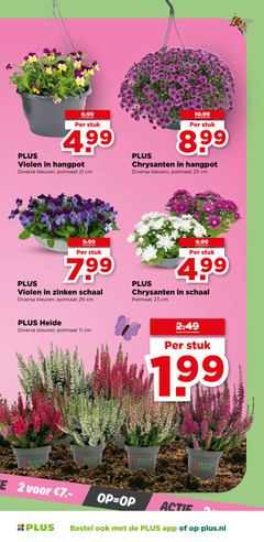  chrysanten heideplanten violen 2 11 23 25 stuk hangpot kleuren potmaat cm zinken schaal heide beauty ladies but plus.nl 
