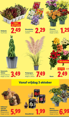  3 10 12 15 17 28 30 35 100 tray stuks bloembollen chrysant potmaat cm hoogte ca. sanseveria twister 5 pampusgras rozen vrijdag oktober amaryllis stelen eekhoorn gaultheria 5.99 bol kamerplanten 