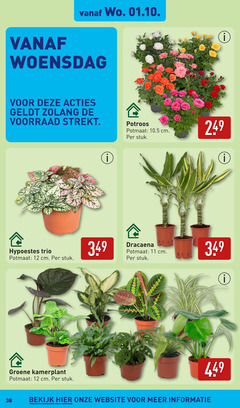  11 12 woensdag trio potmaat cm stuk groene kamerplant potroos dracaena bekijk 