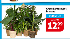  kamerplant mand stuk 