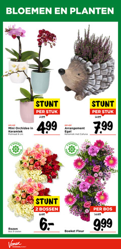  2 6 9 bloemen planten mini orchidee keramiek potmaat cm stuk arrangement calluna dagen rozen bos stelen bossen boeket fleur 