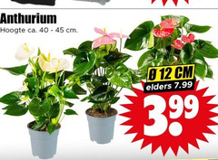  12 40 45 anthurium hoogte ca. cm elders 3.99 