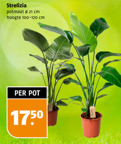  kamerplanten potmaat cm hoogte pot 