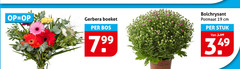  boeket 19 gerbera bos indicatie bolchrysant potmaat cm stuk 3.99 