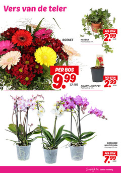  12 13 vers teler boeket hedera potmaat cm stuk bos 9 99 amaryllis pot 3.99 orchidee multiflora eten 