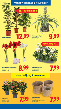  amaryllis anthurium 3 5 6 7 10 12 13 14 15 16 17 18 25 35 60 woensdag ca. cm hoog kamerplant potmaat pot hoogte tuin wintermaanden kleur wax fluffy helleborus tray stuks vrijdag rieten manden 