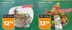  15 16 22 23 amaryllis glas potmaat cm hoogte ca. schaal mb designed 