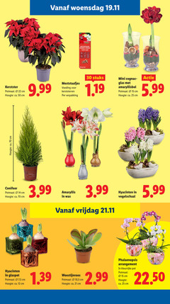  11 12 14 15 22 25 30 50 hoogte ca. cm woensdag kerstster potmaat meststaafjes voeding kerststerren stuks mini glas amaryllisbol 5.99 conifeer 3.99 amaryllis wax vrijdag hyacinten vogelschaal glaspot 7 5 woestijnroos 10 phalaenopsis arrangement pot 22.50 
