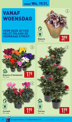  1 12 woensdag cm begonia stuk cyclaam potroos sparkling beauties tips kassa 