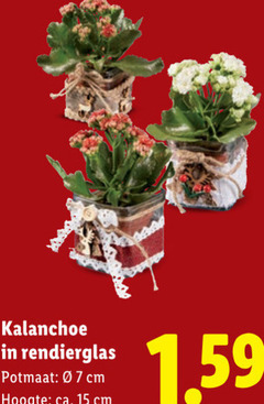  15 kalanchoe potmaat cm hoogte ca. 