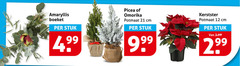  kerstster amaryllis 12 99 boeket stuk potmaat cm 3.99 