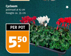 klik op dit plaatje voor een vergroting en voor vergelijkbare aanbiedingen gerelateerd aan
15 35 cyclaam potmaat cm hoogte ca. pot 15 35 cyclaam potmaat cm hoogte ca. pot