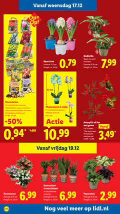  2 4 5 6 11 12 14 17 18 35 65 100 summer garden woensdag butterfly hyacinten potmaat cm hoogte ca. medinilla bloeit maanden bloembollen tulpen narcissen allium blauwe druifjes crocus varieeren phalaenopsis kleuren pot vrijdag amaryllis groen stelen kerstcactus kamerplant peperomia lidl.nl 