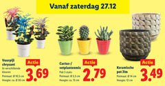 kamerplanten 3 12 14 15 30 zaterdag vuurpijl chrysant kleuren potmaat 10 5 cm hoogte ca. cactus pak stuks keramische pot jim 