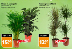  areca palm kamerplanten 100 1500 potmaat cm hoogte ca. 100-115 dracena groen bont stuk pot 