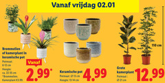  kamerplanten 13 vrijdag cm kamerplant keramische pot potmaat hoogte ca. 3.99 