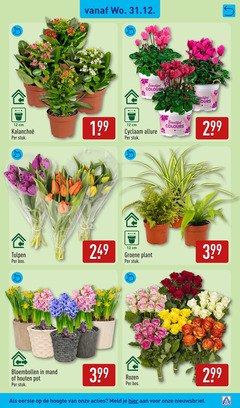  12 cm stuk beautiful colours cyclaam allure tulpen bos groene plant bloembollen mand houten pot rozen hoogte meld 