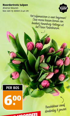  tulpen 8 15 40 noordertrots kleuren bos stelen cm noorder trots weer bossen kwekerij friese 6 beschikbaar 