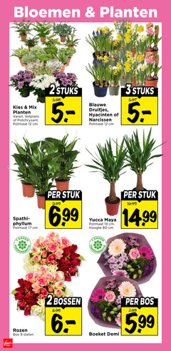  hyacinten narcissen blauwe druifjes 2 3 9 12 17 19 80 bloemen planten mix varen vetplant potchrysant potmaat cm 2stuks stuks dagen stuk yucca maya hoogte rozen bos stelen bossen boeket demi 5.99 